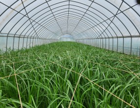 화문석 재료 '왕골'이 자라는 모습 :)